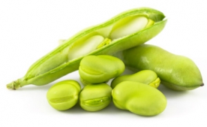 isolated-fava-bean_tkklk5.jpg